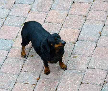 Dachshund Dog photoの写真素材