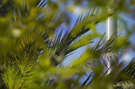 Palm tree leafs backgroundの写真素材