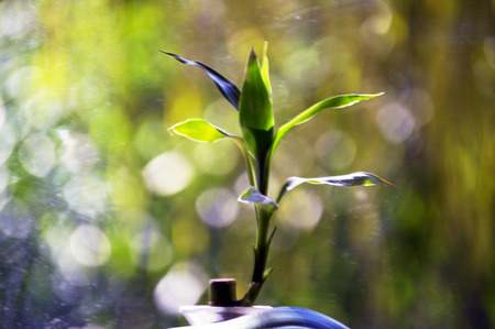 Plant leafs with natural bokeh from sun web backgroundの写真素材