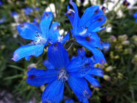 Blue bell flower plant backgroundの写真素材