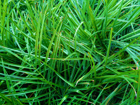 Grass photo background