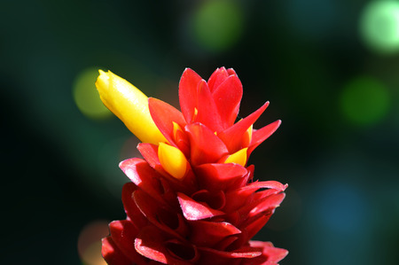 Native red flower background