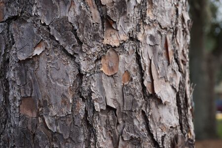 Wood tree natural texture background picture