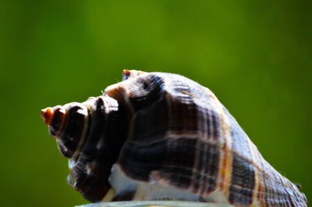 Seashell on green backgroundの写真素材