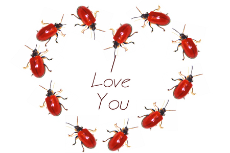 Heart Love with ladybugs. Valentines symbolの写真素材