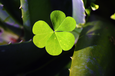 Shamrock green leafs clover picture on white background
