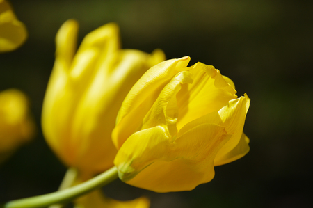 Tulips on black backgroundの写真素材