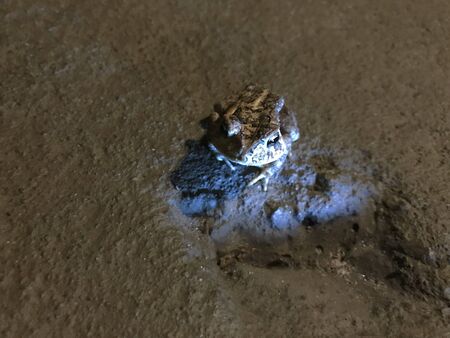 Frog in the night, sitting beside wall.の写真素材