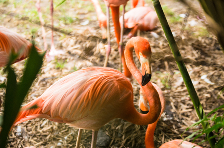 Flamingos on grassの写真素材