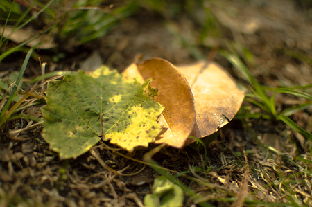 Autumn leafs on grass backgroundの写真素材