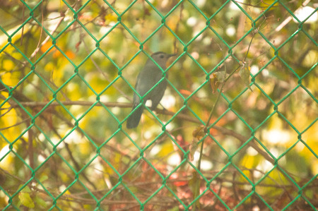Gray Cat Bird behind the fence