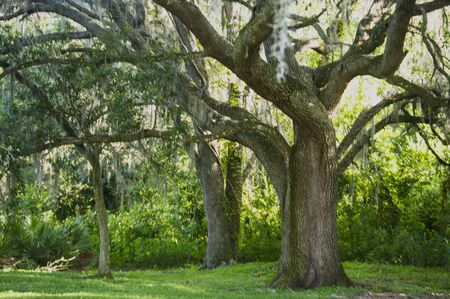 Oak trees in the park orlando florida nature landscape background templateの写真素材