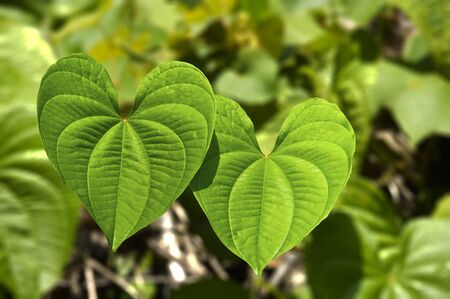 Heart shaped leafs nature plant background picture image