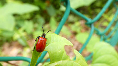 Ladybug on a leaf wild plant background picture image banner background template