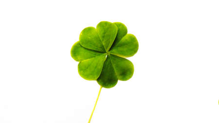 Shamrock lucky charm four leaves copy space isolated on white