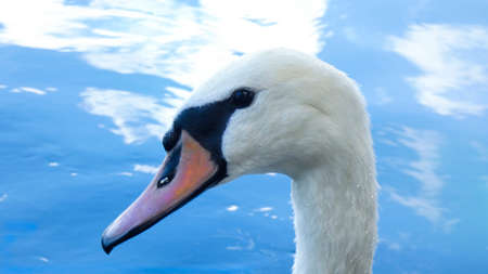 Swan swimming on Lake Eola Park Orlando Florida Picture Image Background Templateの写真素材
