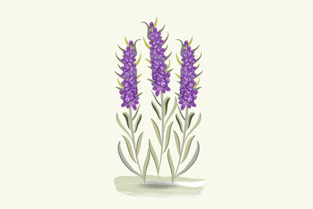 Lavender flowers hand drawn watercolor design for thank you card, greeting card or invitation vector image illustration.のイラスト素材