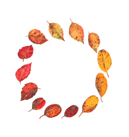 Fall - autumn leaves in a circle making a colorful wreath floral with real leaves and fall text lettering word for a new project season with vivid colors of leavesの写真素材