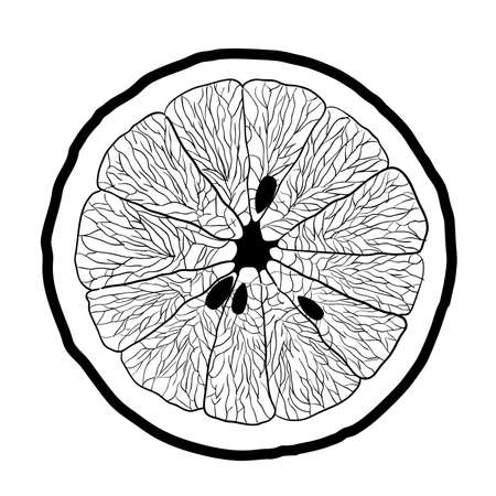 slice of orange, white backgroundのイラスト素材