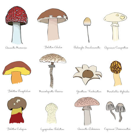 set of mushroomsのイラスト素材