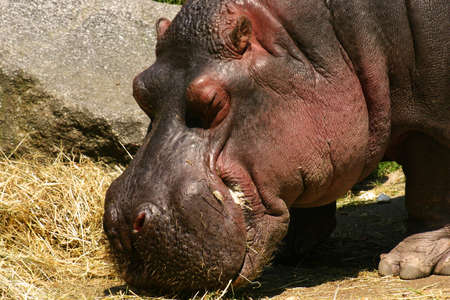 big fat hippoの写真素材
