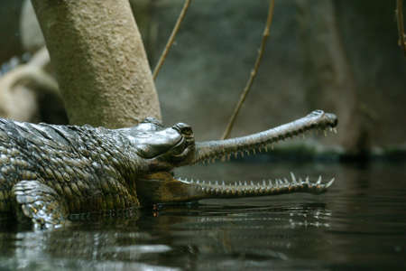 crocodile with open mouthの写真素材