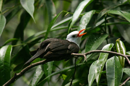 small bird with open feathersの写真素材