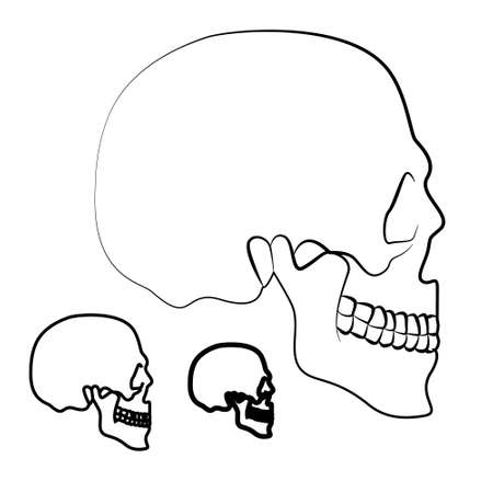 skull illustrationのイラスト素材