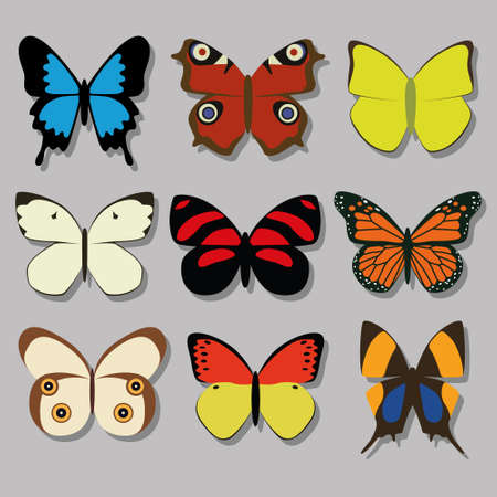 butterfly collectionのイラスト素材