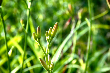 flower bud on sunny meadow