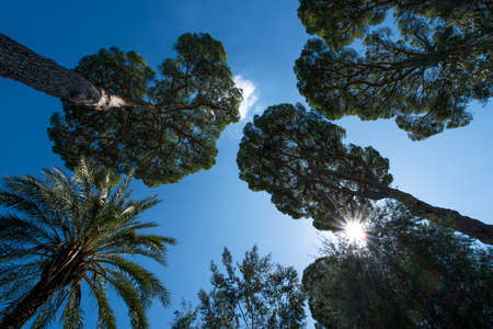 Rome, The pines of Villa Torloniaの写真素材