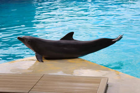 Dolphin posingの写真素材