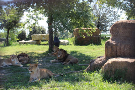 pride of lions, in the natureの写真素材