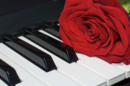 Secret red rose on piano keysの写真素材