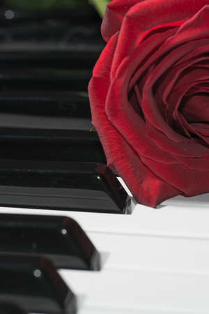 Composition of red rose on piano keysの写真素材