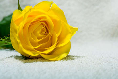 Single beautiful yellow rose on white backgroundの写真素材