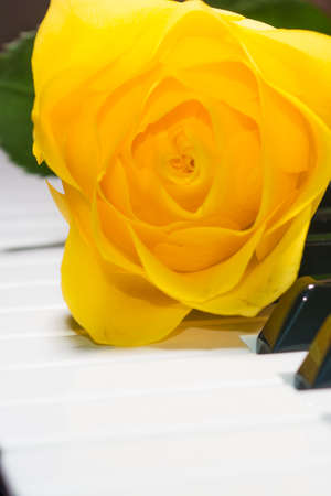 Background of yellow rose on black and white piano keyの写真素材