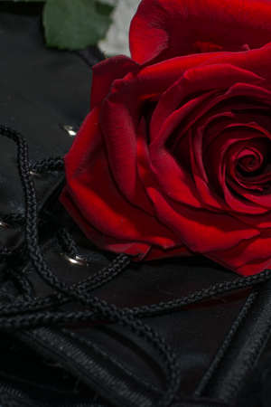 Composition of erotic black corset and roseの写真素材