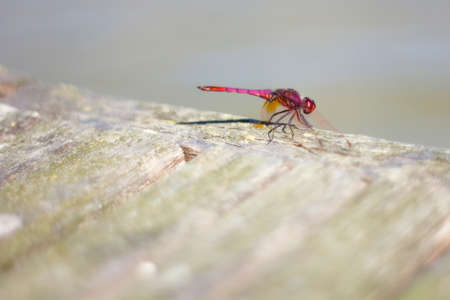 dragonfly dragonflyの写真素材