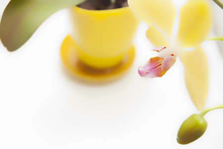 yellow Orchid in pot on white backgroundの写真素材