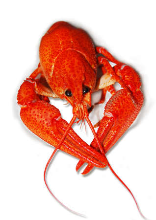 crayfish and rock lobster on a white background