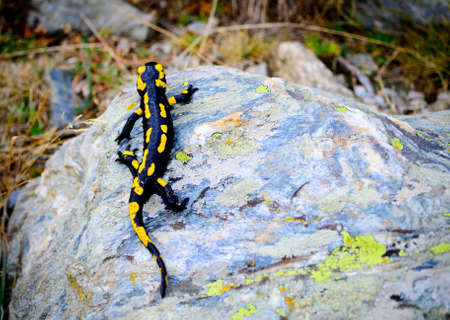 Salamander in the pyreneesの写真素材