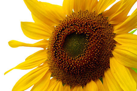 Sunflowerの写真素材