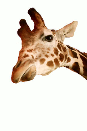 Giraffe isolated on white.の写真素材