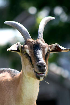 Goat in natural environmentの写真素材