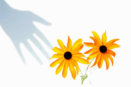 Shadow of hand reaching for flowersの写真素材