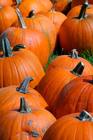Close up of pumpkinsの写真素材