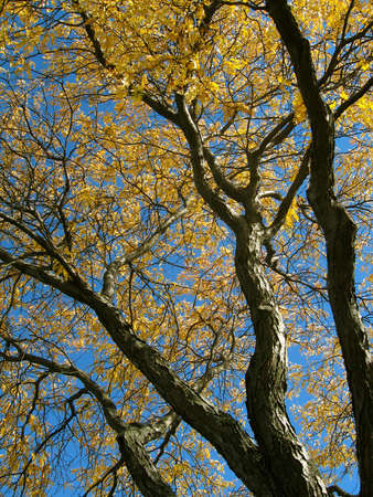 Abstract of autumn tree and blue sky.の写真素材