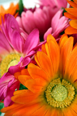 Abstract of colorful pink and orange daisies