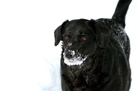 Black labrador dog covered in snowの写真素材